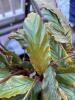 Potted Calathea Rufibarba Foliage Plant - 2
