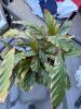 Potted Calathea Rufibarba Foliage Plant - 3