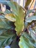 Potted Calathea Rufibarba Foliage Plant - 4