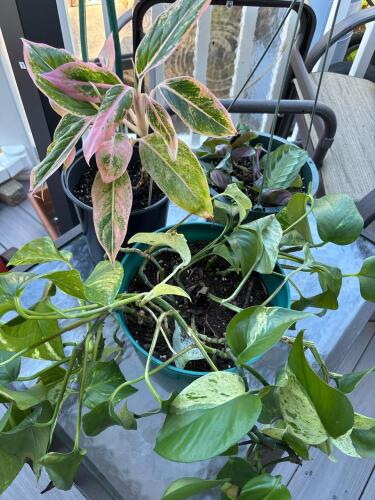 Assorted Potted Houseplants