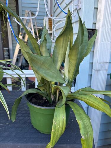 Aspidistra-Style Green Potted Foliage Houseplant