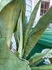 Aspidistra-Style Green Potted Foliage Houseplant - 2