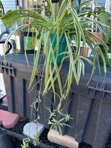 Variegated Spider Plant with seed pods