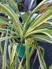 Variegated Spider Plant with seed pods - 2