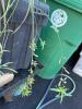 Variegated Spider Plant with seed pods - 3
