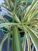 Variegated Spider Plant with seed pods - 4