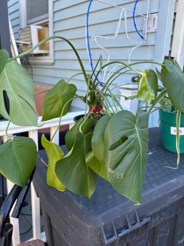 Monstera Plant in Plastic Nursery Pot
