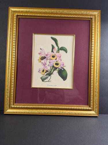 Framed Botanical Orchid Prints, Victorian-Style