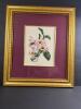 Framed Botanical Orchid Prints, Victorian-Style