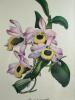 Framed Botanical Orchid Prints, Victorian-Style - 4