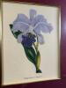 Framed Botanical Orchid Prints, Victorian-Style - 7