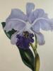 Framed Botanical Orchid Prints, Victorian-Style - 8