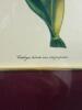 Framed Botanical Orchid Prints, Victorian-Style - 10