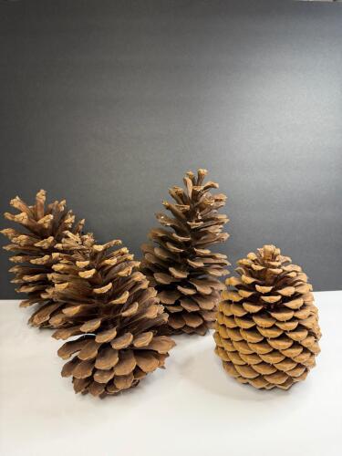 Large Natural Pine Cones