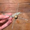 Copper Mermaid Sloop Weathervane Ornament - 3