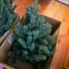 Artificial Christmas Trees with Holiday String Lights - 2
