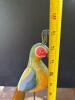 Hand-Painted Folk Art Bird Sculpture on Pedestal Base - 5