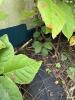 Boats for Repurposing - Think of the Garden Possibilities! - 8