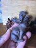Small Cast Iron Animal and Pinecones - 2
