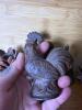 Small Cast Iron Animal and Pinecones - 4