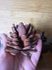 Small Cast Iron Animal and Pinecones - 5