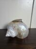 Shell Inkwell with Hinged Lid - 2