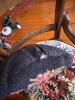Victorian-Style Needlepoint Side Chairs and Cane Seat Chair - 6