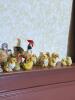 The Whole Barnyard!