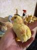 The Whole Barnyard! - 6