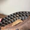 Antique Leather Cartridge Belt - 3