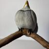 Hand-Carved Blue Jay Bird Sculpture - 4