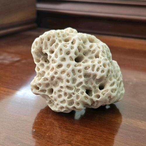Natural White Coral Fossil Specimen
