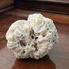 Natural White Coral Fossil Specimen - 2