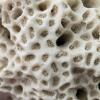 Natural White Coral Fossil Specimen - 3