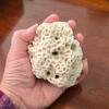 Natural White Coral Fossil Specimen - 4
