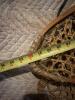 Pair of L.L. Bean Maine Snow Shoes with Rawhide Lacing - 6