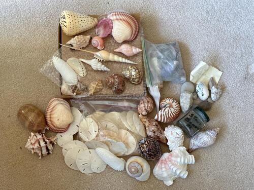 Assorted Natural Sea Shells, Sand Dollars, and Stones Collection