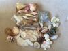 Assorted Natural Sea Shells, Sand Dollars, and Stones Collection