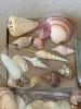 Assorted Natural Sea Shells, Sand Dollars, and Stones Collection - 2