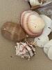 Assorted Natural Sea Shells, Sand Dollars, and Stones Collection - 3