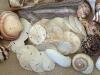 Assorted Natural Sea Shells, Sand Dollars, and Stones Collection - 4