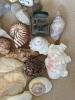 Assorted Natural Sea Shells, Sand Dollars, and Stones Collection - 5