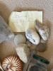 Assorted Natural Sea Shells, Sand Dollars, and Stones Collection - 6