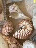 Assorted Natural Sea Shells, Sand Dollars, and Stones Collection - 7