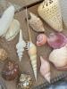 Assorted Natural Sea Shells, Sand Dollars, and Stones Collection - 8
