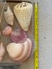 Assorted Natural Sea Shells, Sand Dollars, and Stones Collection - 9