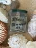 Assorted Natural Sea Shells, Sand Dollars, and Stones Collection - 10