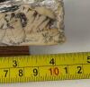 Wildlife Scrimshaw Sled Runner Artifact by George Vukson - 6