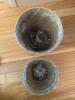 Woven Rope Planters with Plastic Liners - 3