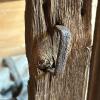 Weathered Wood Plank Door with Jagged Top and Iron Straps - 6